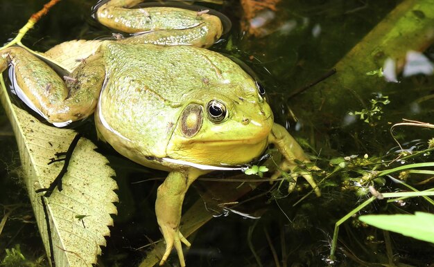 Foto een kikker die in het water zit.