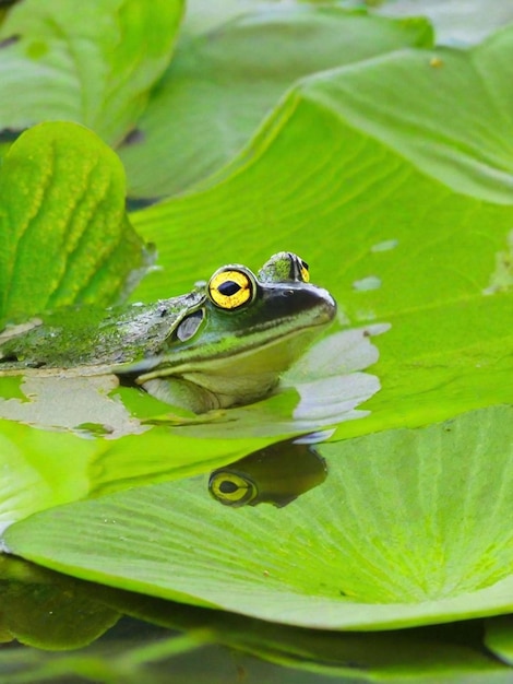 een kikker op het lotusblad