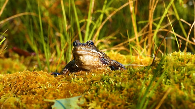 Een kikker zit op een bemoste ondergrond in een veld