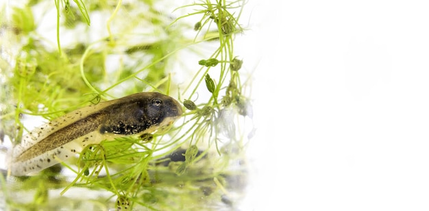 Een kikkervisje in het water omringd door waterflora