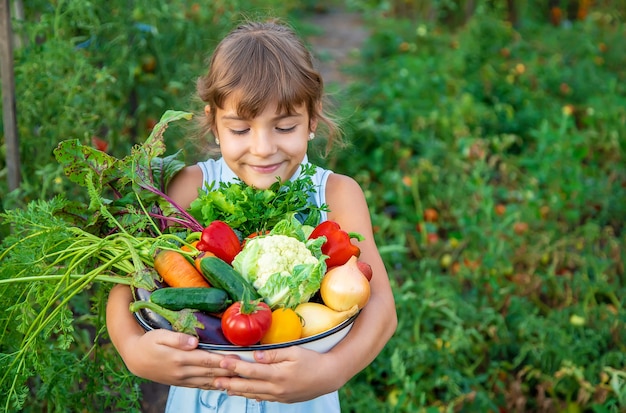 Een kind heeft een oogst groenten in zijn handen. Selectieve aandacht. natuur.