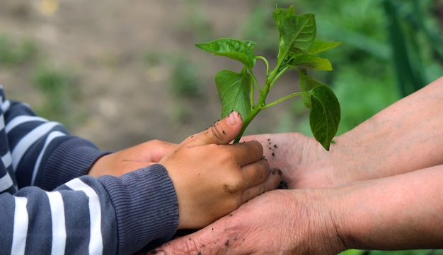 Een kind houdt een groene plant vast op donkerbruine grond