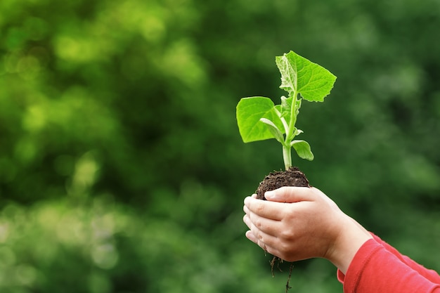 Een kind houdt een jonge plant in handen tegen de achtergrond van de lente groene kleur