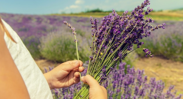 Een kind in een bloeiend gebied van lavendel.