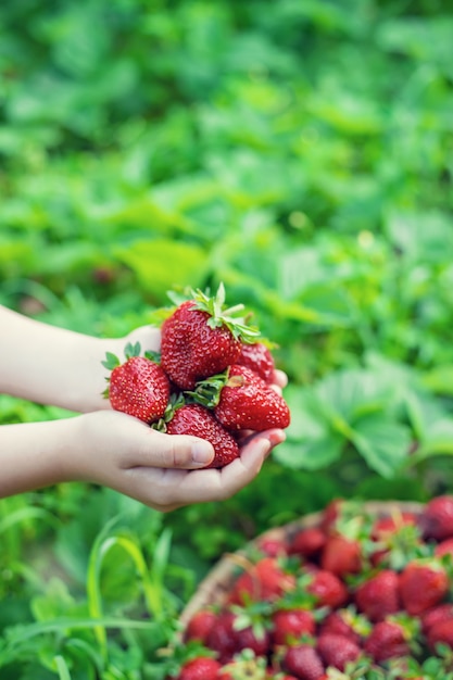 Een kind met aardbeien in de handen