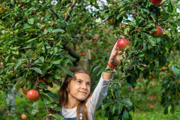 Een kind oogst appels in de tuin selectieve aandacht