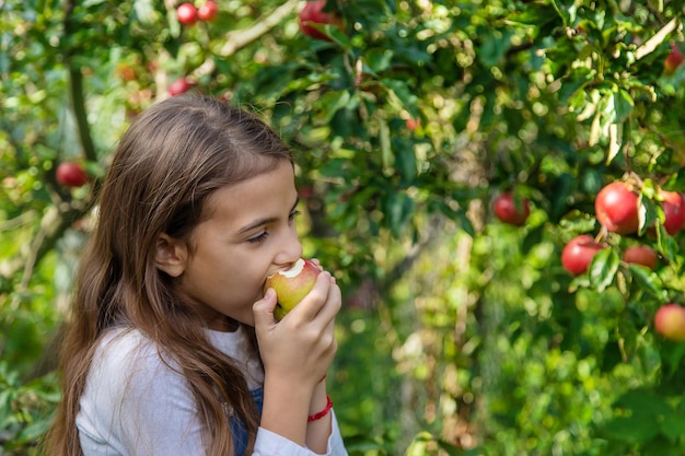 Een kind oogst appels in de tuin selectieve aandacht