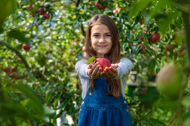 Een kind oogst appels in de tuin Selectieve aandacht