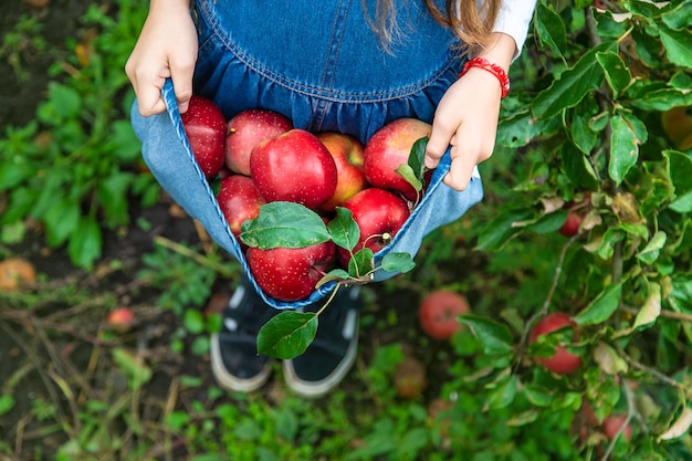 Een kind oogst appels in de tuin Selectieve aandacht