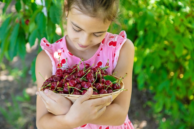 Een kind oogst kersen in de tuin Selectieve aandacht