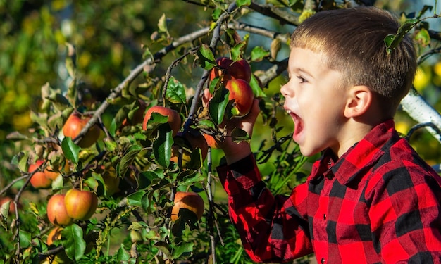 Een kind plukt een appel van een boom in de tuin Oogst op de boerderij