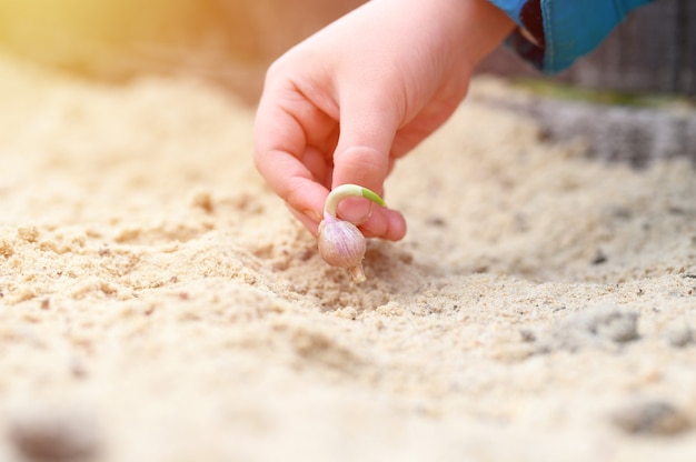 Een kinderhand die een gekiemd knoflookzaad in een tuinbed plant