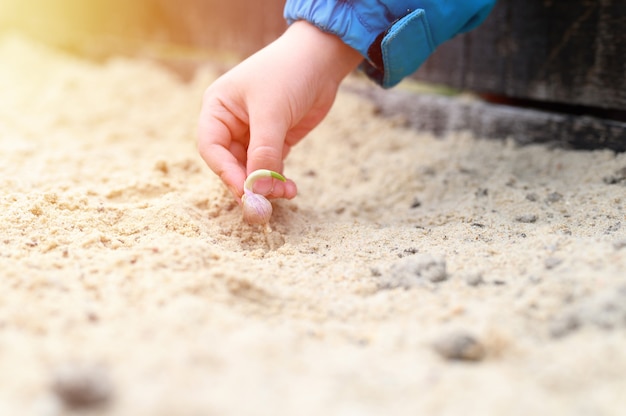 Een kinderhand die een gekiemd zaadje van knoflook plant in een tuinbed met zand in het voorjaar.