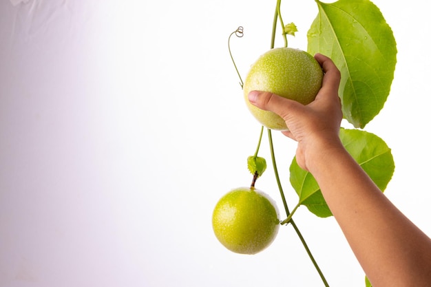 Een kinderhand die groene passievrucht plukt van een wijnstok met een witte getextureerde achtergrond geïsoleerd