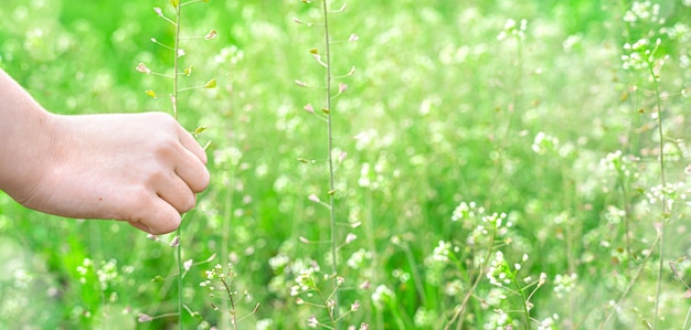 Een kinderhand verzamelt weideplanten tegen een achtergrond van sappig jong gras
