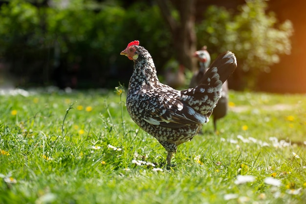 Een kip grazend op groen gras in de achtertuin