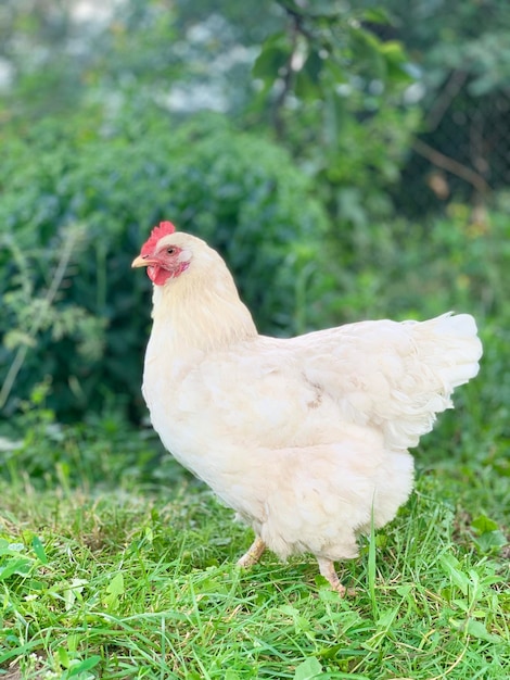 een kippen op de boerderij