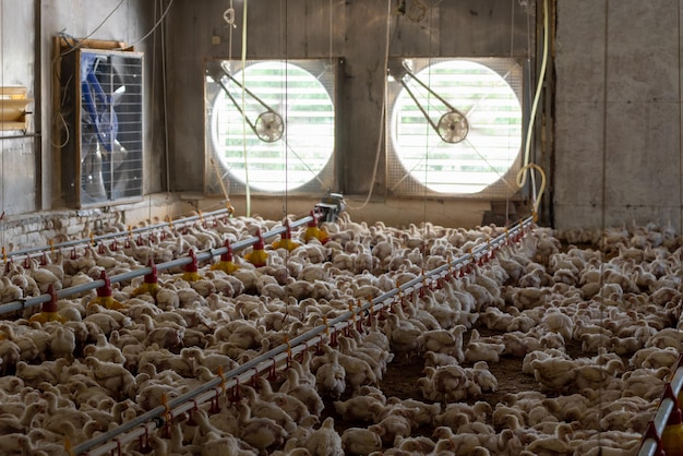 Een kippenboerderij met veel kippen erin