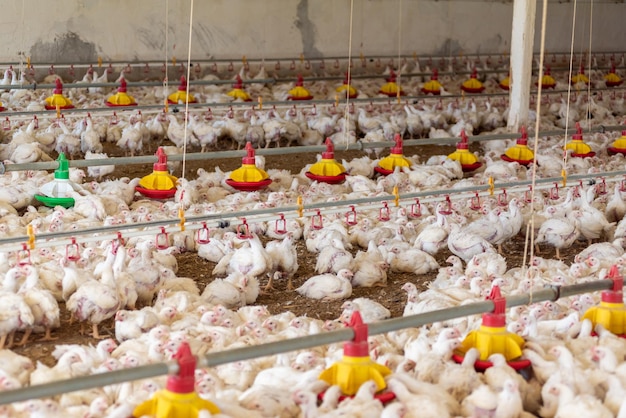 Een kippenboerderij met veel kippen in rood en geel