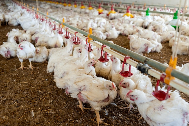 Een kippenboerderij met veel kippen