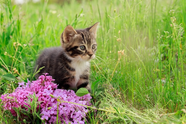 Een kitten in een groene weide met bloemen en seringen Een prachtig gestreept kitten met een witte borst