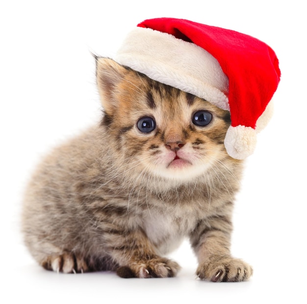 Een kitten in een rode kerstmanhoed.