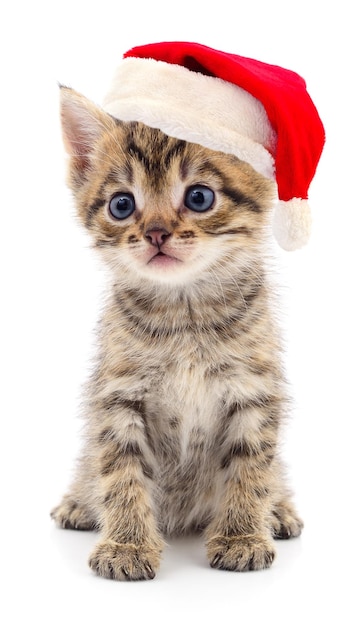 Een kitten in een rode kerstmanhoed.
