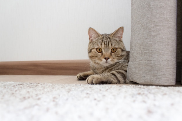 Een kitten ligt op de grond, een schattige kat verstopt zich achter een gordijn