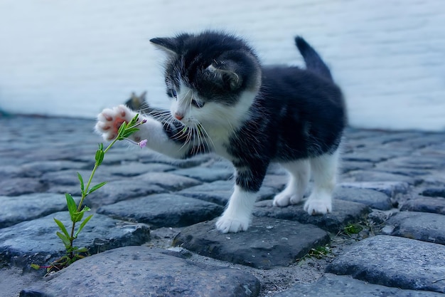 Foto een kitten met een bloem in zijn mond.