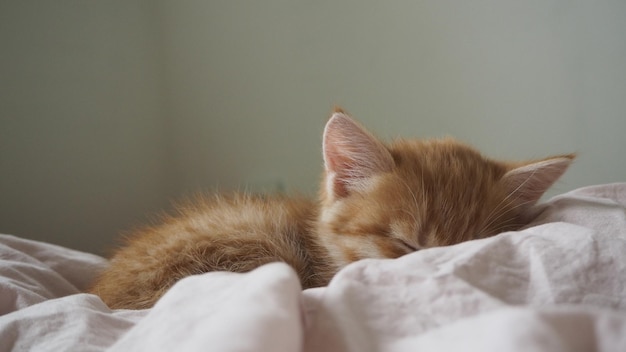 Foto een kitten slaapt op een bed met een wit laken.