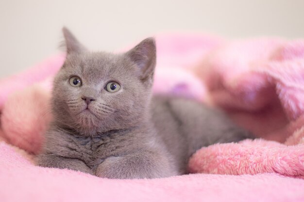 Een kitten slaapt op een roze deken.