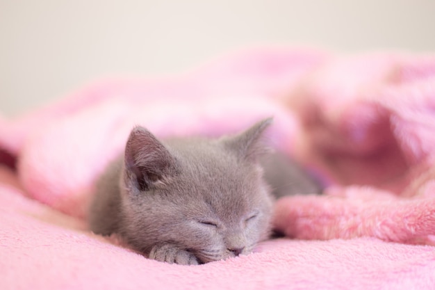 Een kitten slaapt op een roze deken.