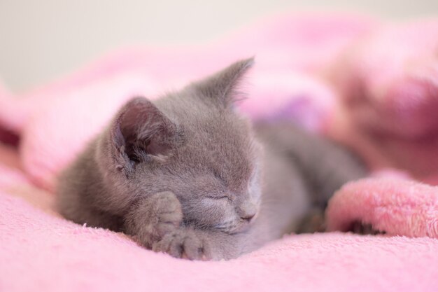 Een kitten slaapt op een roze deken.