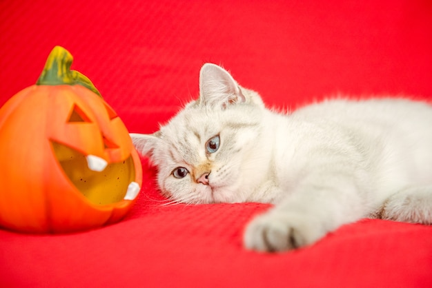 een kitten van een kat van het Britse ras voor Halloween of Thanksgiving in slaap in een zwarte hoed