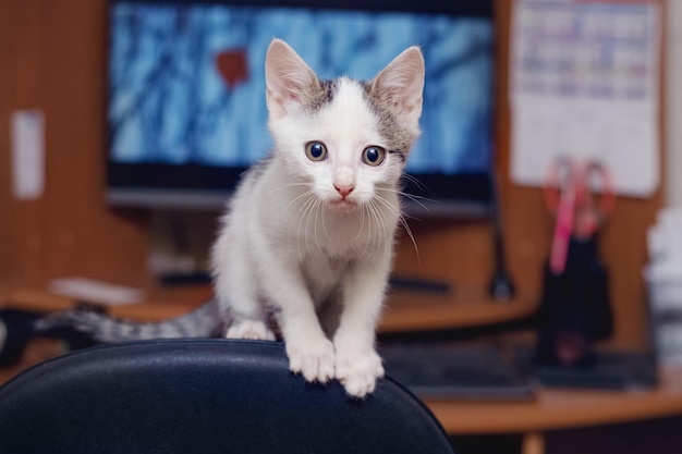 Een kitten zit op de rugleuning van een stoel in een kantoor in de buurt van een computer