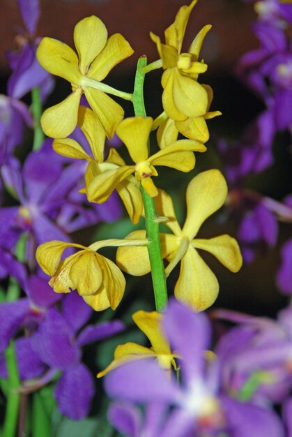 Foto een klein aantal gele orchideeën