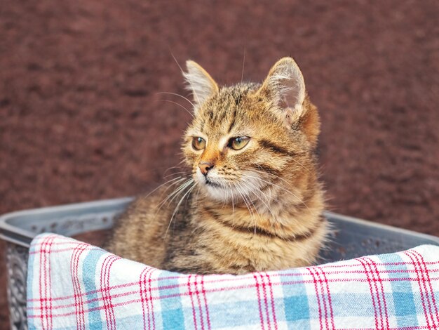 Een klein bruin gestreept kitten zit in een doos