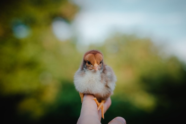 Een klein bruin kuiken in de hand van een man. Geweldig plan.