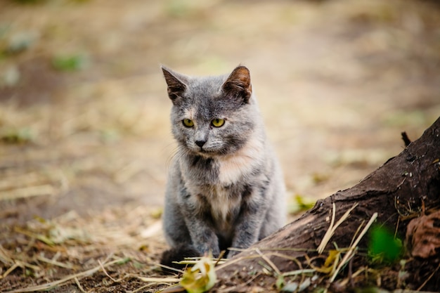 Een klein driekleurig dakloos katje ligt te zonnebaden. Verlaten dieren in de stad. Zachte focus