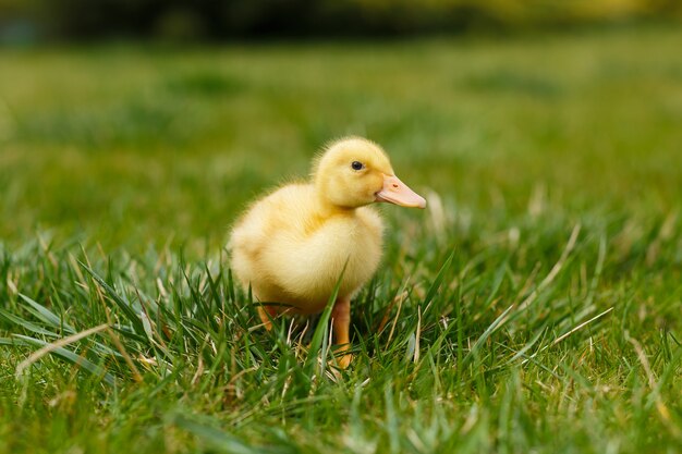 Foto een klein geel eendje op groen gras.