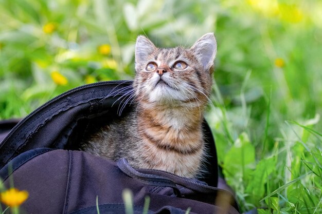 Een klein gestreept kitten zit in een rugzak, het kitten kijkt uit de rugzak