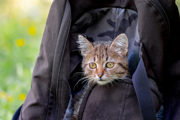 Een klein gestreept kitten zit in een rugzak, het kitten kijkt uit de rugzak