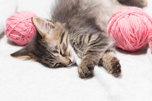 Een klein gestreept pluizig grijs katje slaapt met roze bolletjes garen