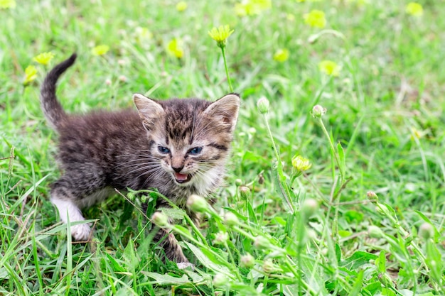 Een klein grijs katje met blauwe ogen miauwt in het groene gras