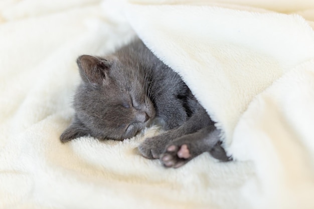 Een klein grijs kitten slaapt op een lichte sprei