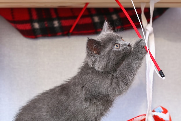 Een klein grijs kitten speelt met speelgoed op een hengel kattenspeelgoed