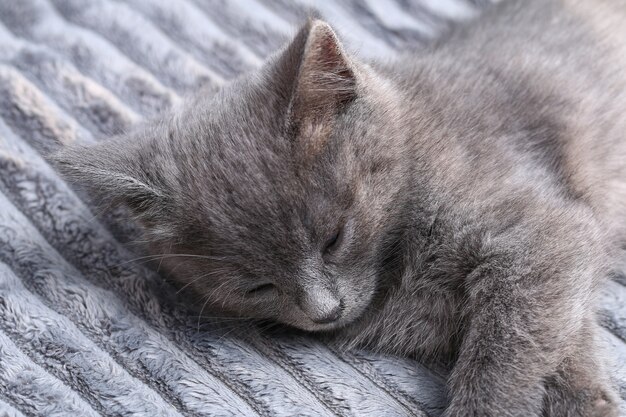 Een klein grijs kitten valt in slaap na actieve spelletjes slapende kat