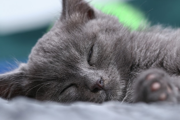 Een klein grijs kitten valt in slaap na actieve spelletjes slapende kat