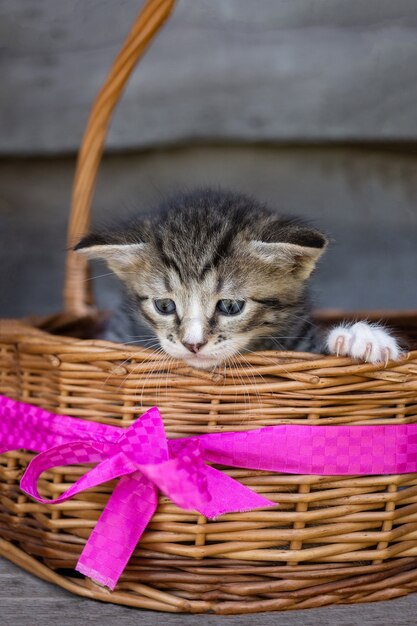 Foto een klein grijs kitten