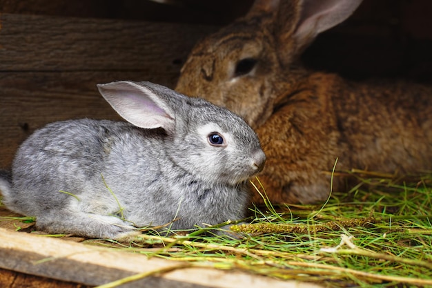 Een klein grijs konijn naast mijn moeder Ontroerende dierrelaties